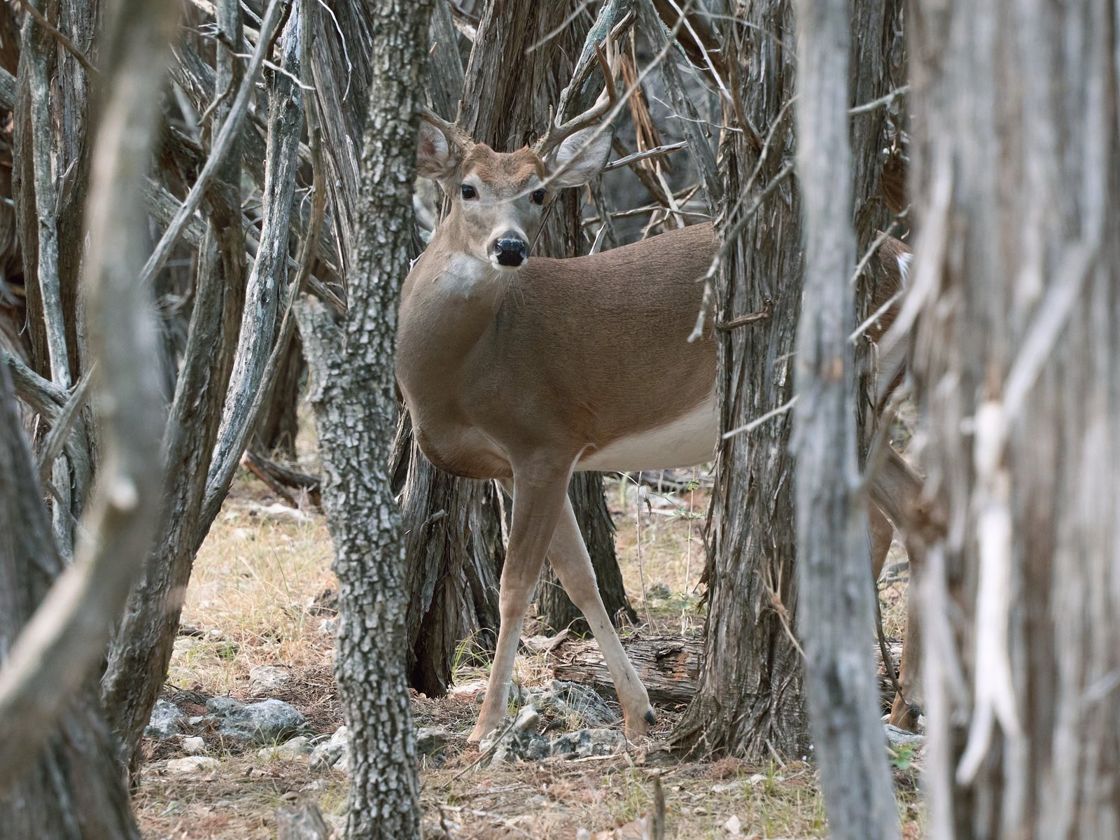 A white-tailed buck pauses in a thick cedar forest, turning his head to look at the photographer.